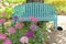 Green bench and blooming spider flower at the flowerbed