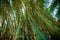 Green bent Bamboo trees