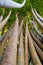 Green bent Bamboo trees