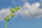 Green, bent plant in front of blue sky