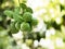 Green Bergamot fruit and leaf