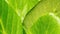 Green bergenia crassifolia leaves macro photo. Dense leathery leaves of heart-leaved bergenia green background
