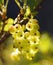 green berries branch currant sunlight outdoor garden bokeh background