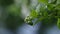 Green berries of a branch moving in the wind on a rainy summer day shallow depth of field