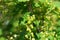 Green berries - bush of currant