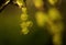 green berries currant blur background bokeh light