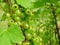 Green berries of a white currant hanging on a branch of a gooseberry bush close-up photo in the summer. green leaves and berries