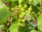 Green berries of a white currant hanging on a branch of a gooseberry bush close-up photo in the summer. green leaves and berries