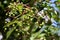 Green berry shrub close up