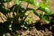 green berry strawberries ripen in the garden. bush of strawberries, wild strawberries.