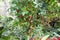 Green berry tree with small scarlet-breasted lorikeet perched on branch eating red berries