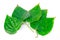 Green betel leaf is herbal