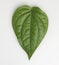 This is Green betel leaf isolated on the white background