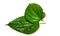 Green betel leaf with so many properties for the body as a medicine and prevention of body odor. on a white background..