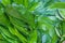 Green betel leafs