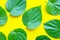 Green betel leaves, Fresh piper betle on yellow background