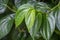 Green betel leaves Piper betle, in shallow focus for computer background