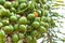 Green Betel nut fruit
