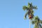 Green betel palm tree or areca palms on blue sky.