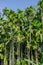 Green Betel palm tree on blue sky background