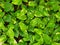 Green betel vine plants in the garde