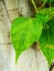 Green Bhodi leaf in the garden