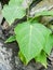 Green Bhodi leaf in the garden