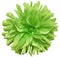 Green big autumnal flower, green center on a white background isolated with clipping path. Closeup. big shaggy flower. for des