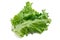 Green big fresh salad leaf