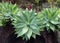 Green big leaves of Agave Succulent Plant.