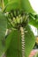 Green big leaves and unripe bunch of bananas
