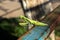 A green big mantis sitting on an old rusty metal railing