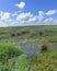 Green big meadow with flowers in Pura Nature Reserve in Shikma River Basin in Israel. Vertical foto panorama