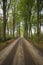 Green big oaks standing alongside dirt sand road in forest landscape