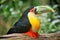 Green-billed Toucan