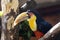 green-billed toucan, Ramphastos dicolorus, is one of the most beautifully colored birds