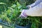 Green bin container filled with garden waste. Hands wearing gardening gloves doing spring clean up