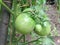 Green bio tomatoes closeup