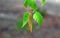 Green birch branch with leaves with earrings on a blurred background. Spring. The symbol of birch, widely used in