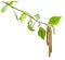 Green birch branch on white background. Symbol of birch tree which is widely used in manufacturing; medicine, cosmetology and food