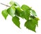 Green birch branch on white background. Symbol of birch tree which is widely used in manufacturing; medicine, cosmetology and food