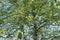 Green birch crown