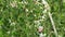 Green birch foliage in rain