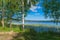 Green birch on the lake in early summer