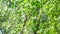 Green birch leaves develop in the wind