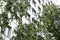 Green birch leaves on forefront and white building facade on background.