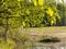 Green birch leaves hanging over flood meadow