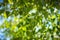 green birch leaves on sky background