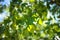 green birch leaves on sky background