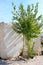 Green birch and marble blocks in Murcia, Spain